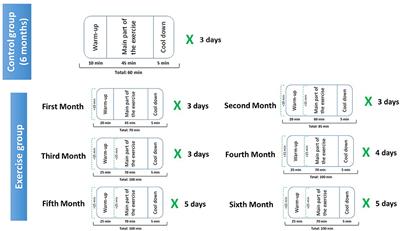 Implementation of a Physical Activity Program Protocol in Schoolchildren: Effects on the Endocrine Adipose Tissue and Cognitive Functions